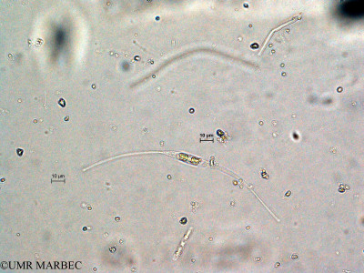 phyto/Scattered_Islands/europa/COMMA April 2011/Nitzschia longissima (N. sp5 cf longissima -22)(copy)_thumb.jpg
